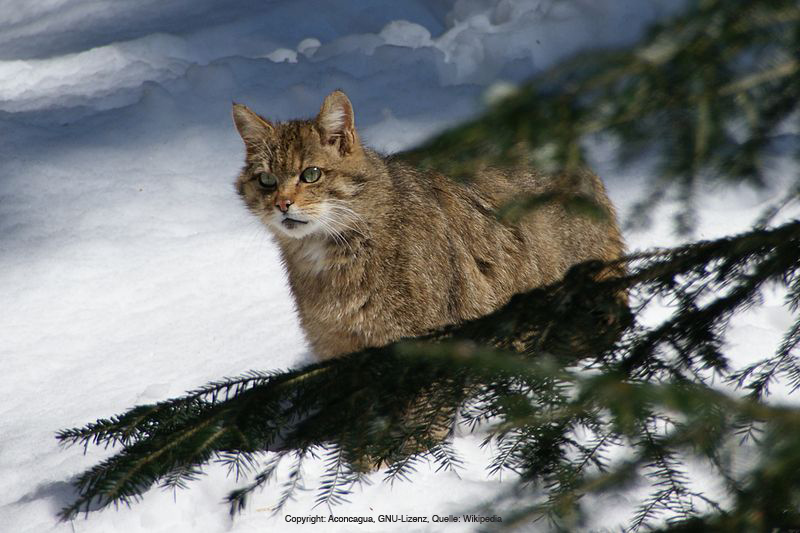 wildcat. Quelle wikipedia:Urheber Aconcagua